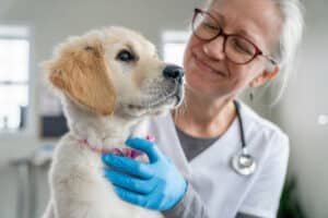 trattamenti veterinari domiciliari