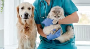 veterinario a domicilio per cani e gatti
